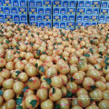 Chinois exportant le pomelo de miel frais standard